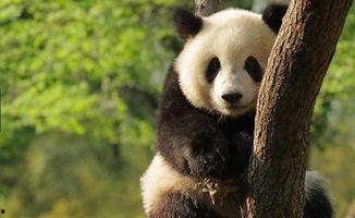 熊猫在外国产仔激动视频